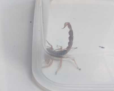 Scorpion Catch & Release